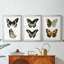 Papillons bleus antiques I - reproduction encadrée sur mesure de qualité supérieure mate - 3 pièces-701876151-701876150