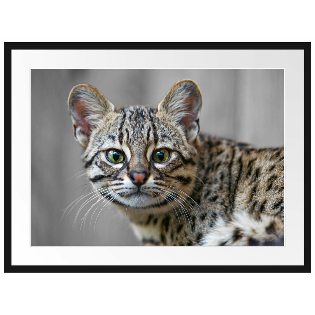 Gerahmtes Poster Kleine aufmerksame Bengalkatze