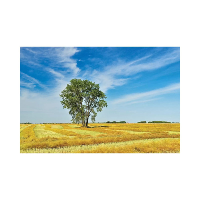 Canada, Manitoba, Dugald. Cottonwood Tree In Canola Crop Field by Jaynes Gallery - Wrapped Canvas Print