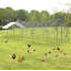 «Walk In Chicken Run» pour jusqu'à 72 poulets-1852666616