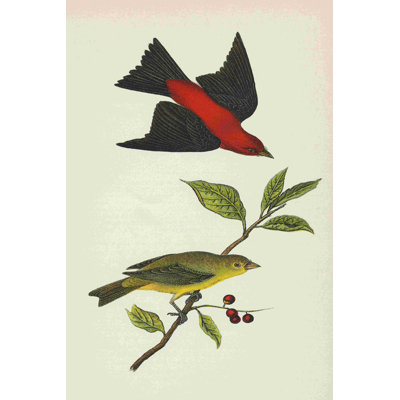 " Scarlet Tanager Bright "
