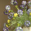 Ensemble de 5 moules à vent artificiels pour décor de vase moderne-1560808022
