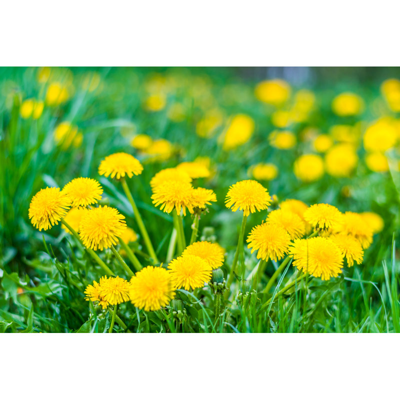 Pissenlits jaunes frais et herbe verte, H 12 po x l 18 po x P 1,25 po