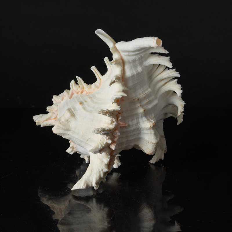 Genuine Ramose Murex Shell (2.5 Lbs)