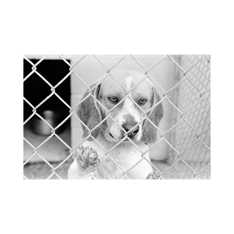 Sad Beagle Dog Looking Through Chain Link Pound Fence by Vintage Images - Wrapped Canvas Print, 20.32 cm H x 30.48 cm W