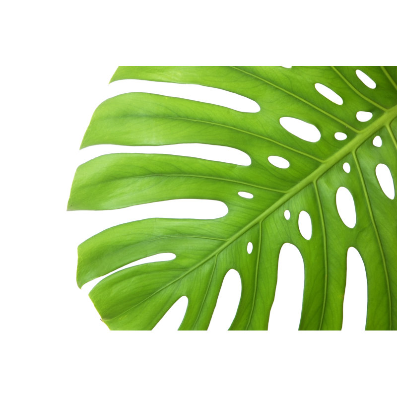 Feuille tropicale par Hidesy, H 12 po x l 18 po