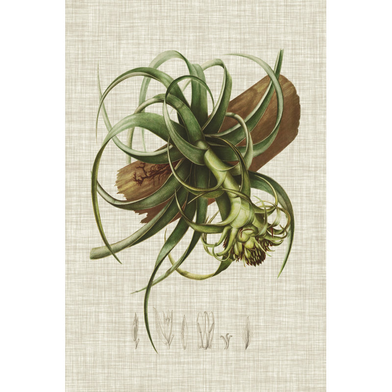 Elegant Tropicals V by Vision Studio - Wrapped Canvas Print, 46cm H x 30cm W 