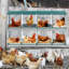 Boîte de nidification à 8 compartiments pour poules pondeuses, poulailler en métal, fixation murale pour poulets, poules et poulailler-1144802905