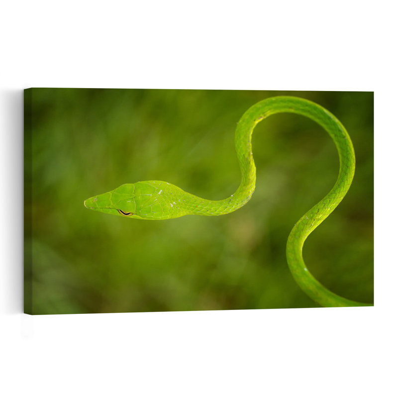 Vibrant Vine Snake Vibrant Abstract Snake Forest Nature Wall Art Print by Hendy Mp - Print, 60.96cm H x 91.44cm W