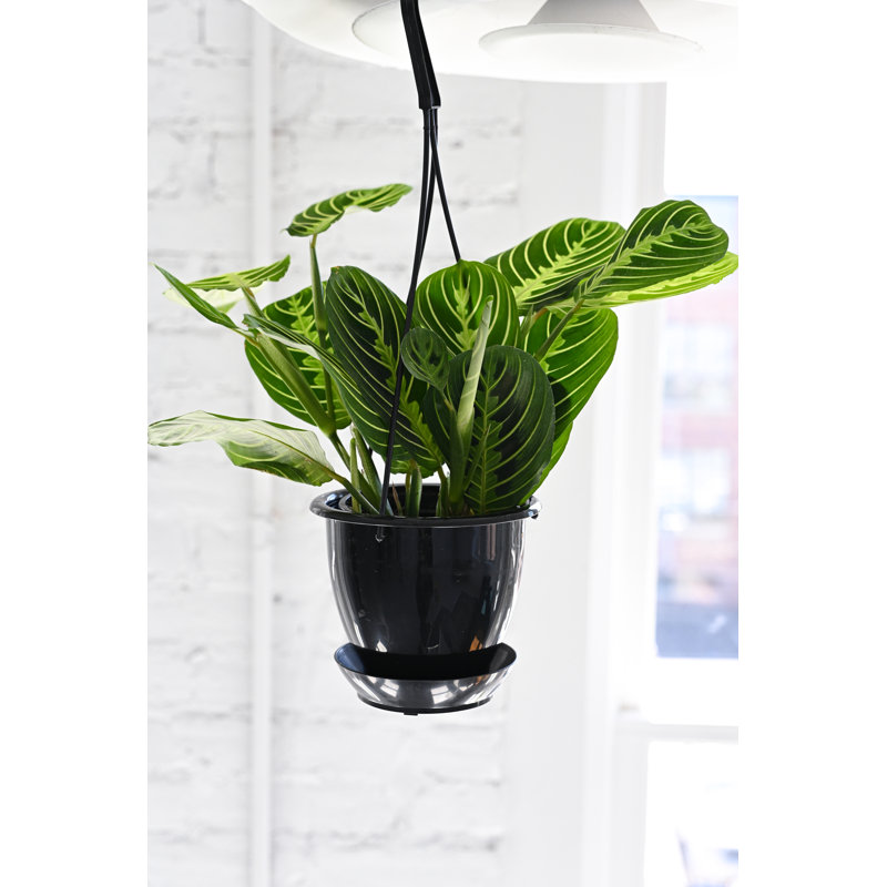Live Lemon Lime Prayer Plant in Hanging Pot