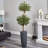 Olive Double Tree in Gray Cylinder Planter