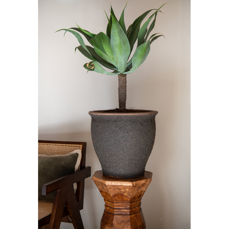 Poseidon S, Umber Brown