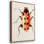Ladybug Display II - Multi Piece Framed Canvas-1466083337-1466084340