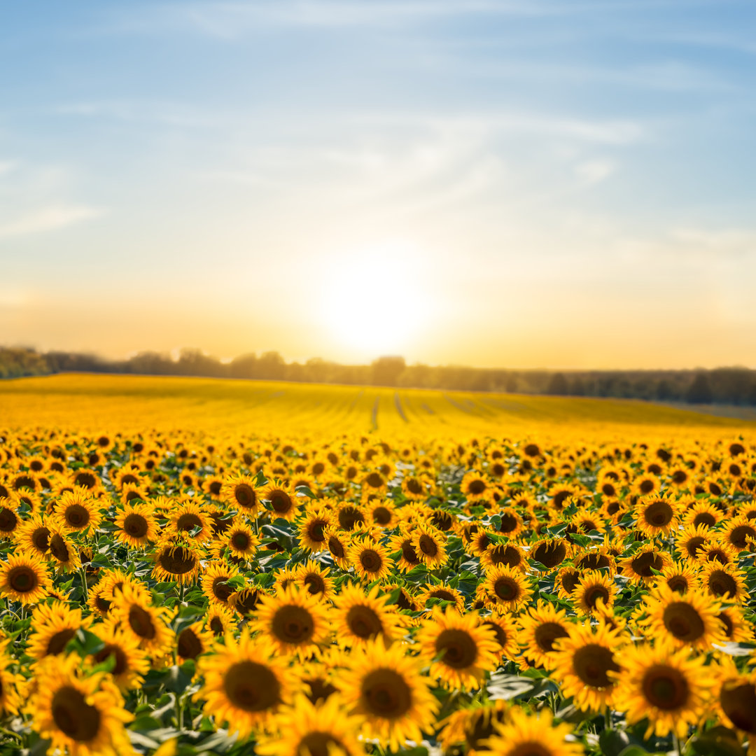 Leinwandbild Beautiful Sunflower Field von Yuriy_Kulik