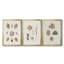 Knorr Shells & Coral VI - Toile tendue avec châssis sur mesure - 3 pièces-117242277-117242271