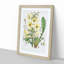Himalayan Yellow Poppy by W. H. Fitch - Picture Frame Painting Print-55580098-55580100