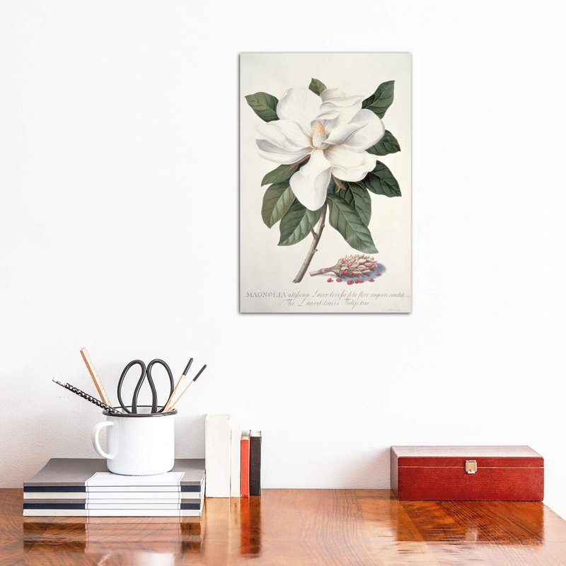 Magnolia by Georg Dionysius Ehret - Wrapped Canvas Print, 30.48 cm H x 45.72 cm W