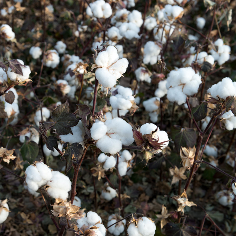 Cotton Fields White by Yangphoto - No Frame Print on Canvas, 51cm H x 51cm W
