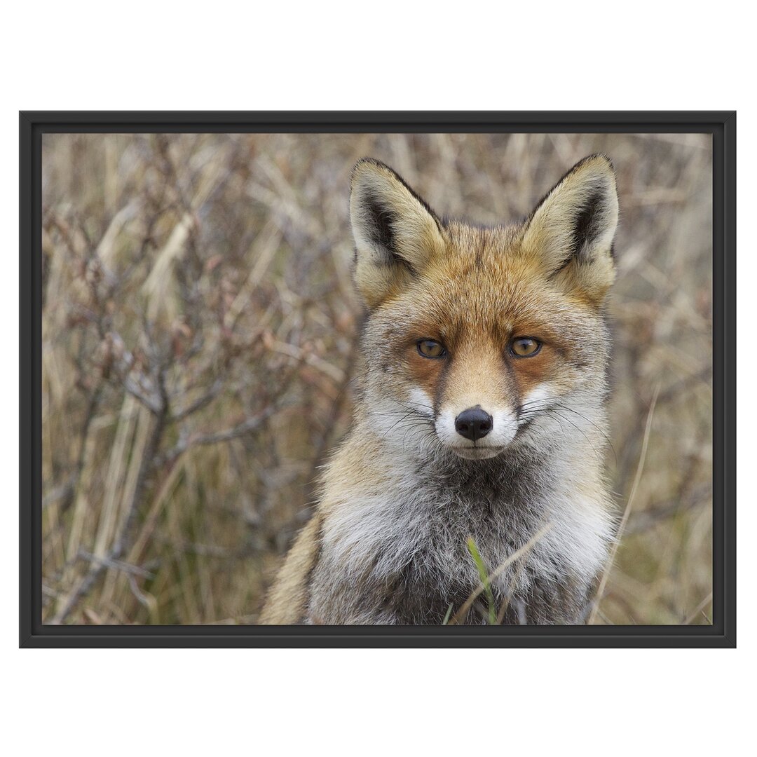 Gerahmtes Wandbild aufmerksamer FuchsGeäst