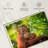 Leaf Munching Orangutan-107887513