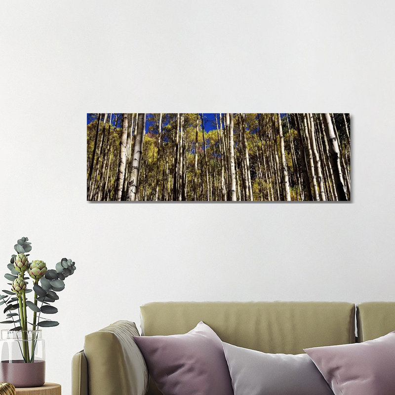 Aspen Trees In Autumn, Colorado, USA - Wrapped Canvas Panoramic Print, 121.92 cm H x 40.64 cm W x 1.91 cm D