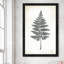 Tableau noir Fern II - Peinture-324080564-324080572
