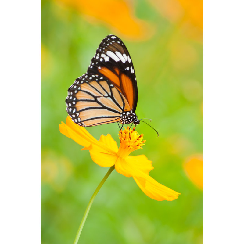 «Monarch Butterfly» par Nanoya - Photographie sur toile tendue, H 36 po x l 24 po x P 1,5 po
