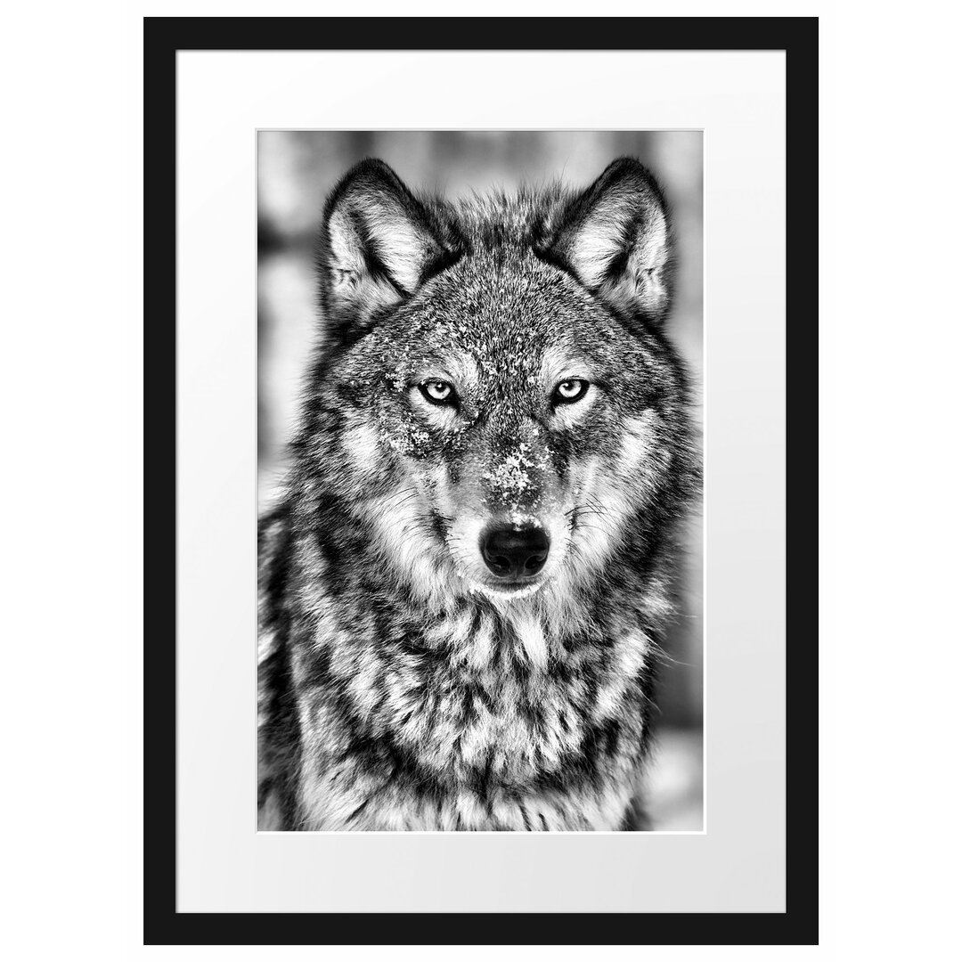 Gerahmtes Poster Wachsamer Wolf