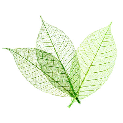 Three Transparent Leaves On A White Backdrop - Wrapped Canvas Print