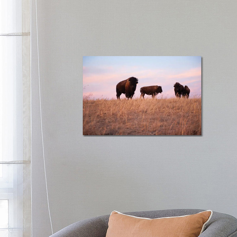 Four Bison Roam On A Ranch Near Valentine, Nebraska by Joel Sartore - Gallery-Wrapped Canvas Giclée on Canvas, Wrapped Canvas