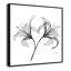 «Lilly Twins - Square Version Print» par Albert Koetsier-100430171-100430172
