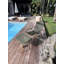 Fauteuil d'appoint moderne avec repose-pieds Poltrona Madre