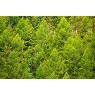 Pine Trees by Agustavop