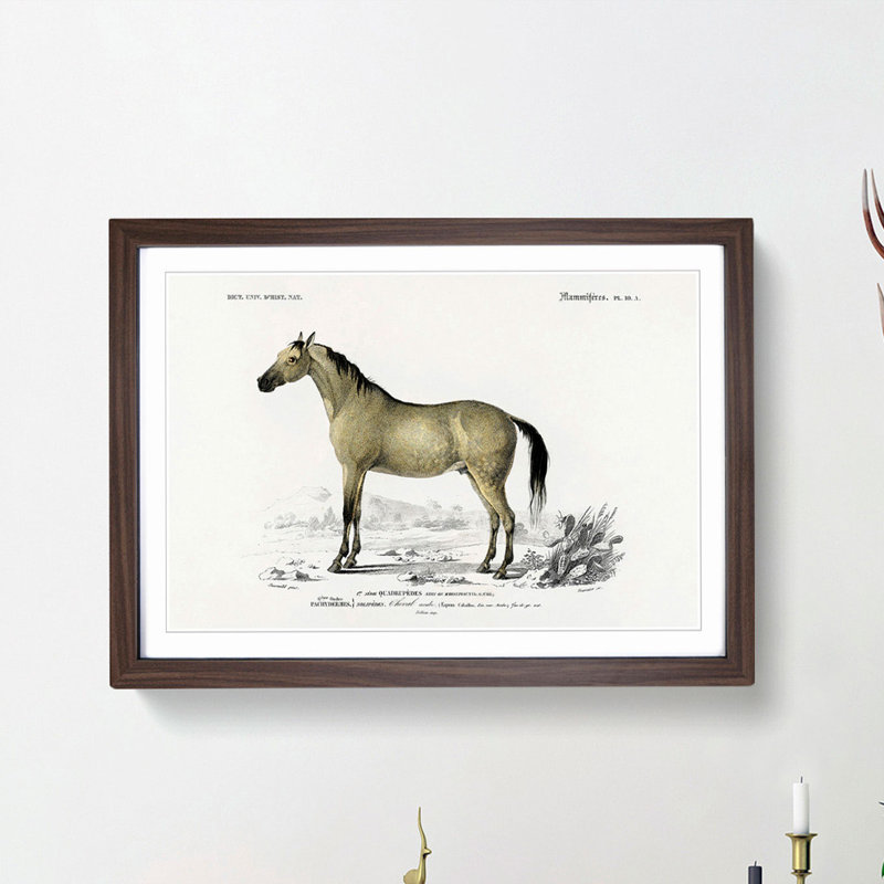 Horse Illustration PL.10a by Charles dOrbigny - Framed Print, 48cm H x 65cm W x 2cm D, Walnut Framed
