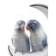 Figurine oiseaux Fly me to the Moon-50342174