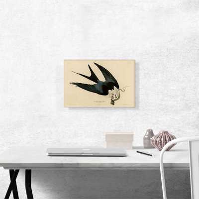 «Swallow-Tailed Hawk» par James Audubon, reproduction d'art sur toile tendue