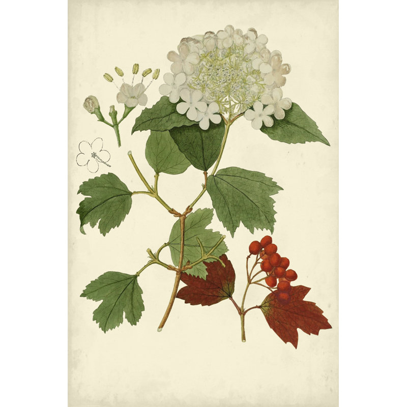Viburnum en fleurs I, H 12 po x l 8 po