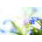 Forget Me Not Flowers by Borchee - No Frame Art Prints on Canvas-732066222