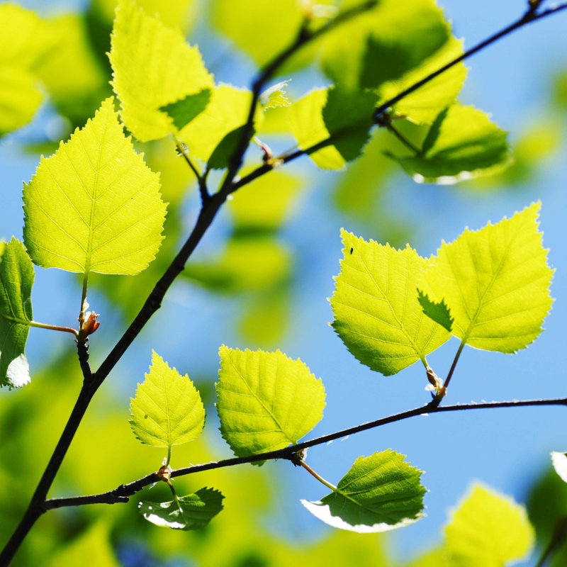 «Green Leaves Context» par Ivanmikhaylov - photographie sur toile tendue, H 36 po x l 36 po
