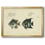 «Bloch Antique Fish II», reproduction d'un seul cadre photo sur toile-148147997-148147992