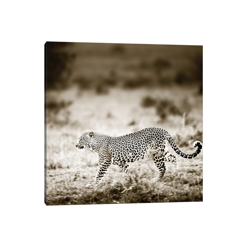Approaching Leopard by Klaus Tiedge - Wrapped Canvas Print, 30.48 cm H x 30.48 cm W