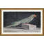 Parakeet Print by Soicher Marin Archives