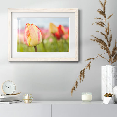 " Spring Sherbet "