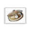 Oyster 3-41751053-41751055