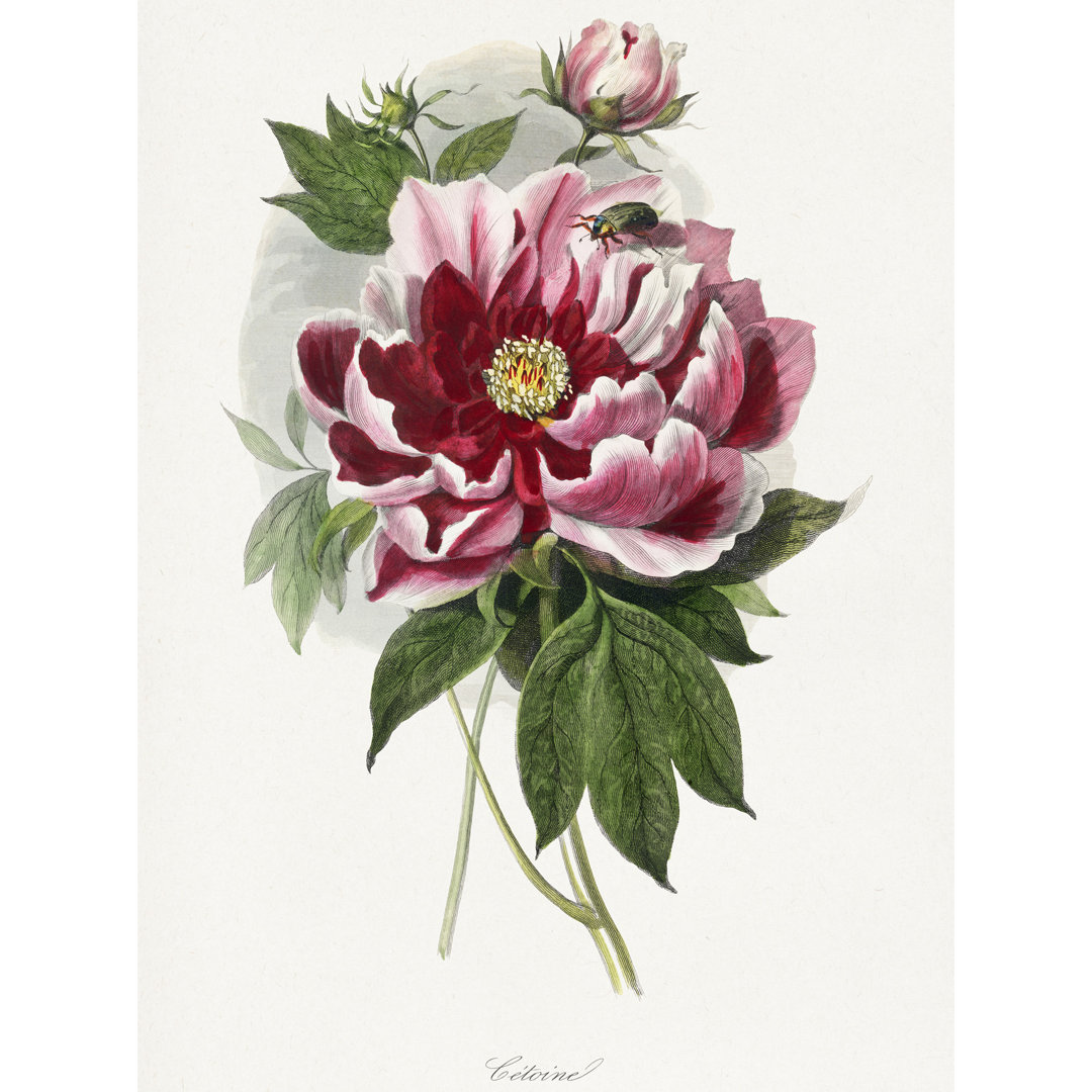 Vintage Pink Red Peony Bloom Flowers - Print