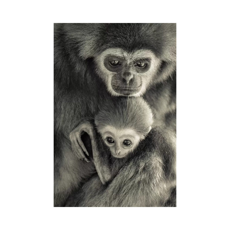 Gibons by Goran Anastasovski - Wrapped Canvas Print, 30.48 cm H x 45.72 cm W