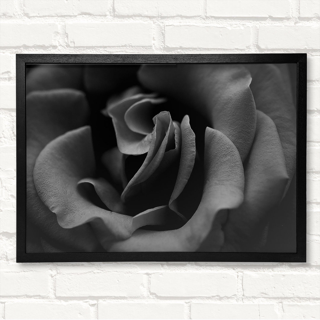 Rose B N W Gerahmter Druck