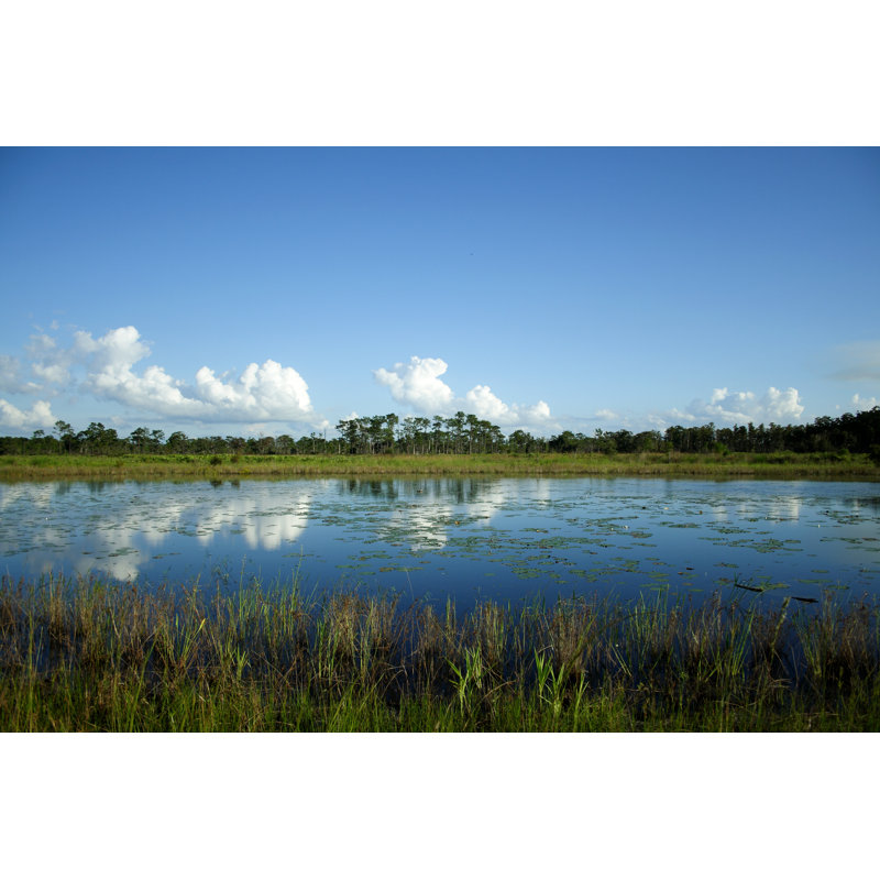 Central Florida Pond - Wrapped Canvas Print, 81cm H x 122cm W x 3.8cm D