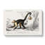 Capuch In Monkeys by Charles D Orbigny - Wrapped Canvas-55370871