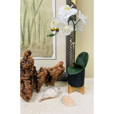 Pot d'orchidée phalaenopsis 20 po